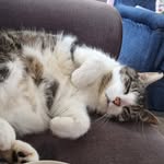 George the Tabby boy - @george.the.tabby.boy - Instagram