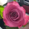 GeorgeTabernathyTheThird - @gerogetabernathythethird - TikTok