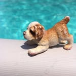 George - @george_teh_dog - Instagram