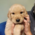 George Thacker - @kinggeorgethegolden - Instagram