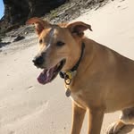 George🐕 - @iamgeorgetrice - Instagram