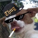🐶GEORGE VINES🐶 - @george_vines - Instagram