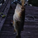George Waldron - @george.waldron.988 - Instagram