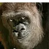 ~georgewannafak - @georgewannafak - TikTok