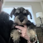 George W - @george.wayne.mini.schnauzer_ - Instagram