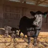 George_W - @georgewebster112 - TikTok