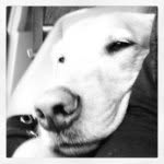 George Webster Rowe - @iamgeorgiebear - Instagram