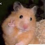 George Wheaton - @george_the_hampster - Instagram