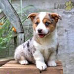 Georgie Wickes - @sir_george_of_pembroke - Instagram