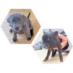 George and Wilbur - @george_and_wilbur - Instagram