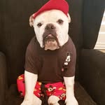 George wilson & Wilbur Wilson - @georgewilsonpalliativecaredog - Instagram