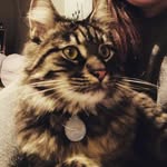 George - @george_wild_cat - Instagram