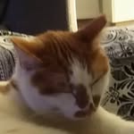 bar - @wild_cats_and_george - Instagram