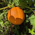 George Wilhelm - @wilhelm191191 - Instagram