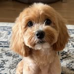 𝗚𝗘𝗢𝗥𝗚𝗘 Wilk 🐾 - @george_w1lk - Instagram