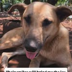 George William - @georgiousdogshelter - Instagram