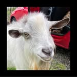 George C. Wingard - @georgewingard - Instagram