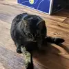 George Wingett3411 - @george.wingett341 - TikTok