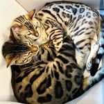 George & Winston - @george.and.winston - Instagram