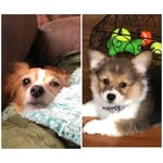 George & Winston - @george_winston15 - Instagram
