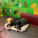 George & Winston Thomas - @georgie_and_winnie - Instagram