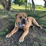 George Winston🐾 - @george.theboerboel - Instagram