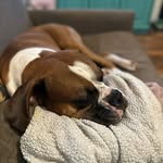 Sir George Dee Dog Wiseman - @sir_george_d_dog - Instagram