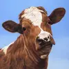 George Woolley - @woolleybrowncow - TikTok