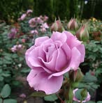 Georgeta Costescu - Facebook