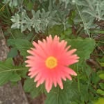 Georgette Grant - @fortheloveofnatureja - Instagram