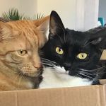 Georgette Turner - @merry_pippin_kittensofficial_ - Instagram