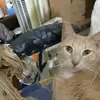 Georgette Weets - @georgette.weets - TikTok
