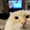 Georgette White - @yoshiko201111 - TikTok