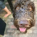 Georgie Abner Furballson III - @georgie.furballsoniii - Instagram