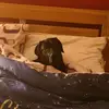 Georgianne Azzopardi - @georgianneazzopardi - TikTok