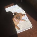 Georgia Bates - @georgiathedoggooo - Instagram