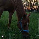 Coralena - @georgia._.bean - Instagram