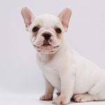 The Georgia Bean Frenchbulldog - @thegeorgiabean - Instagram