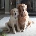 Georgie Beck - Facebook