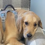 Georgie Bouchard - @hazelbasils_mom - Instagram