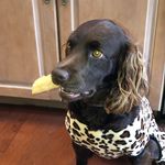 Georgia - @georgiaboykinspaniel - Instagram
