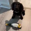Georgia the Boykin 🐶 - @georgiatheboykin - TikTok