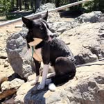Georgia Briggs - @stormi_the_pitsky - Instagram