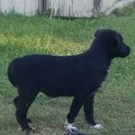 GeorgiaCooley - @theblacklabgeorgia - Instagram