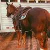 Georgia Fair - @gfperformancehorses - TikTok