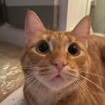 Georgie Foreman - @theorangemenace_ - Instagram
