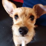Georgia B. Good - @gooddoggeorgia - Instagram