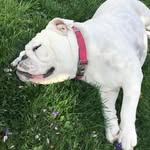Georgia Bird Grady - @georgiabirdthebulldog - Instagram