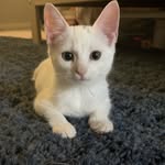 Georgia Pearl Grady - @georgiapearlkittycat - Instagram