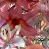 Georgia💖 - @georgia.hanleyx - TikTok